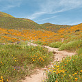 California Wildflowers